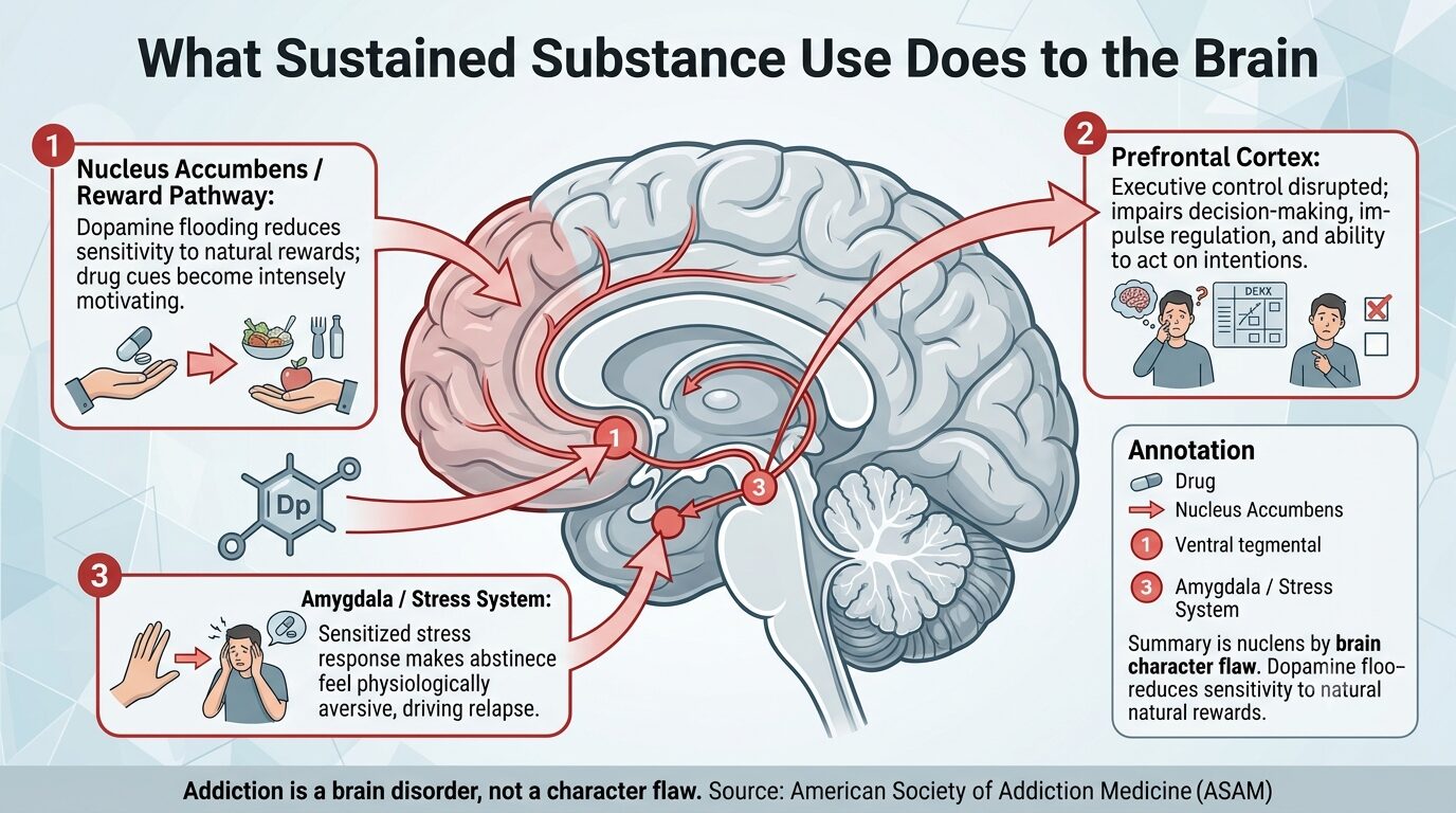 How Addiction Changes the Brain